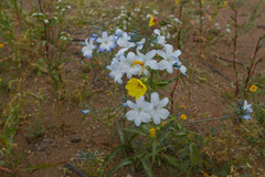 Zephyra elegans