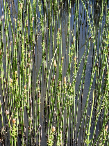 water horsetail