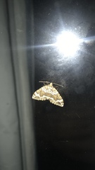 Lampropteryx suffumata