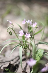 Claytonia virginica