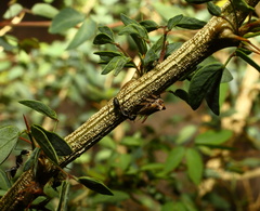 Oxyrhachis