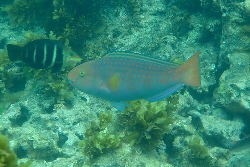 Chlorurus capistratoides observed 2026-05-22