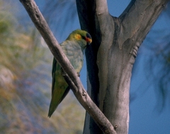 Parvipsitta porphyrocephala