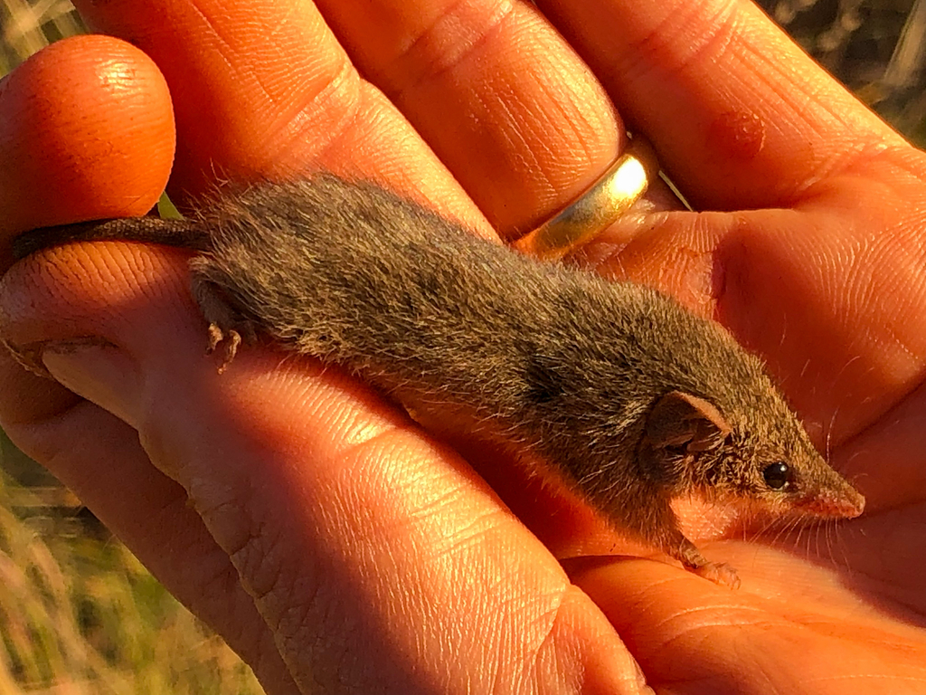 Pilbara Ningaui