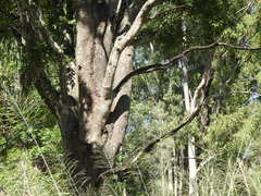 Flindersia australis