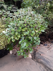 Brachyglottis rotundifolia