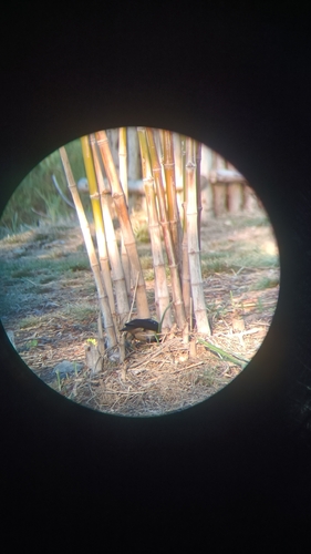 Siamese Pied Starling