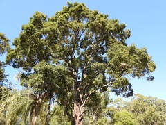 Flindersia australis