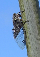 Amphipsalta