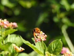 Amegilla bombiformis