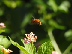 Amegilla bombiformis