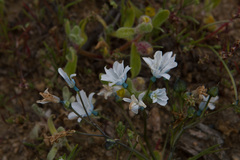 Zephyra elegans