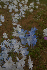 Zephyra elegans