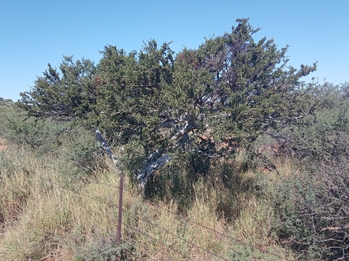 Shepherds tree