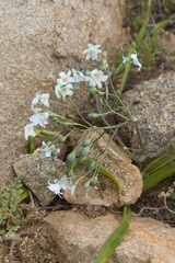Zephyra elegans
