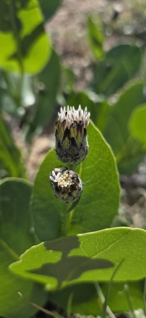 Klasea bornmuelleri