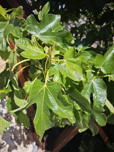 common fig