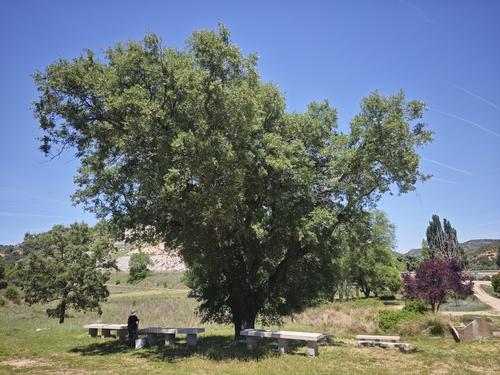 Portuguese oak