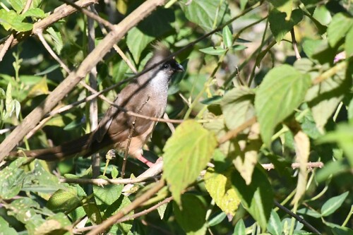 Speckled Mousebird