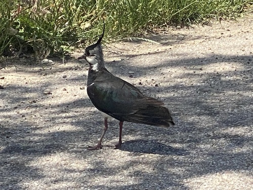 Northern Lapwing