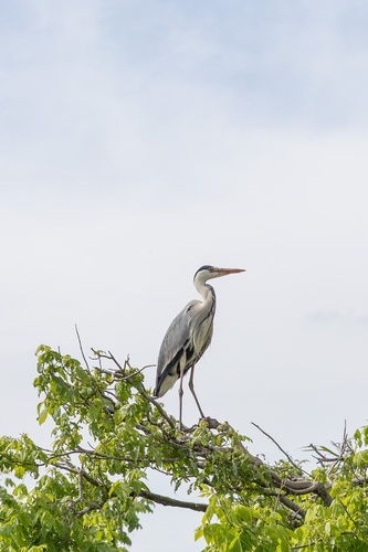 Grey Heron