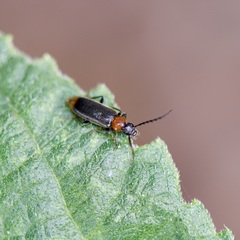 Pedilus bardii