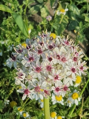 Allium basalticum