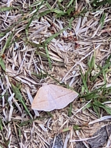 Brown Silver-line