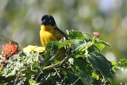 Baglafecht Weaver