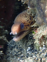 Gymnothorax cribroris