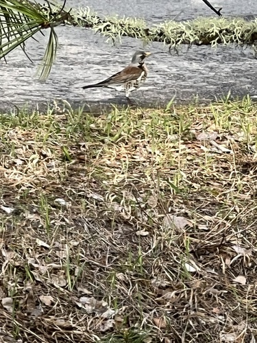 Fieldfare