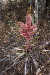 Tillandsia bourgaei