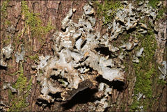 Pseudocyphellaria neglecta