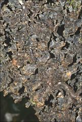 Pseudocyphellaria neglecta