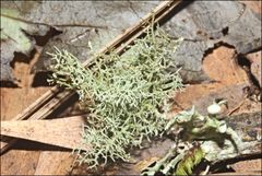 Usnea inermis