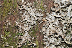 Pseudocyphellaria neglecta