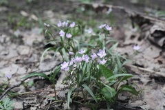 Claytonia virginica