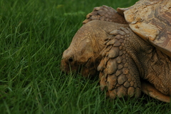 Centrochelys sulcata