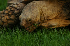 Centrochelys sulcata