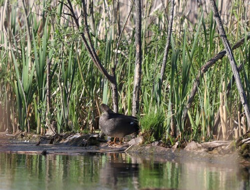 Gadwall