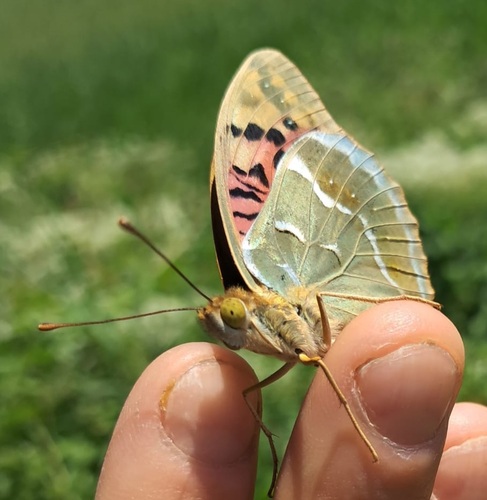 Cardinal Butterfly