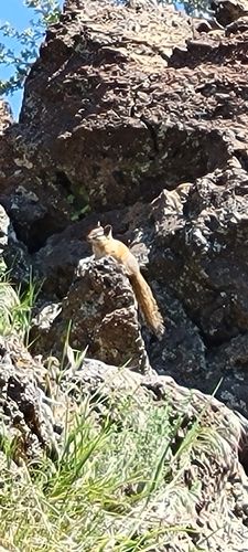 Lodgepole Chipmunk observed by cayley_buckner