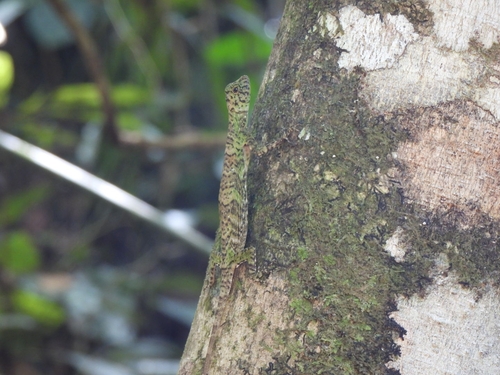 Draco quinquefasciatus, 2026-05-27