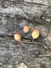 Corymbia trachyphloia