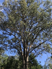 Corymbia trachyphloia