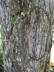 Corymbia trachyphloia
