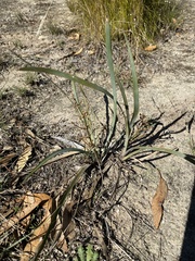 Lomandra multiflora dura