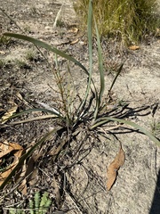 Lomandra multiflora dura