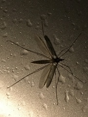 Tipulomorpha