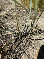 Lomandra multiflora dura